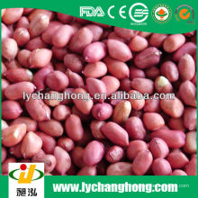 Rote Haut Erdnüsse aus China Fabrik